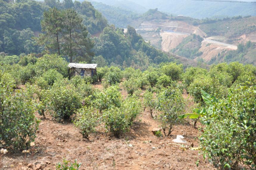 茶山两极分化的秘密：茶圈资本，不愿再为茶农做嫁衣